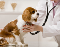 General check ups, vaccinations, microchipping and pet passports malta, Vetcare Animal Clinic malta
