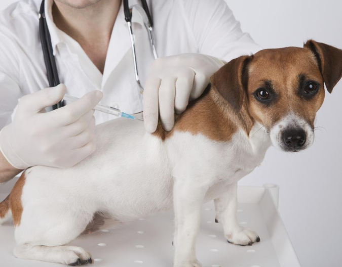 Vaccinations and Check-ups malta, Our Services malta, Vetcare Animal Clinic malta