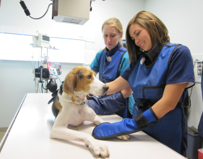 X-Ray Imaging and Ultrasonography malta, Our Services malta, Vetcare Animal Clinic malta