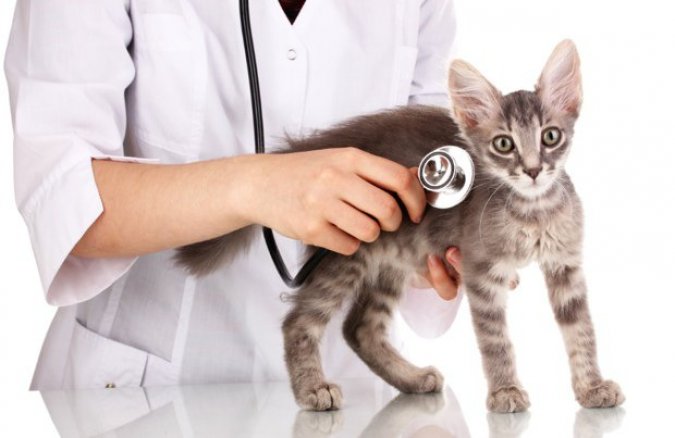 Vaccinations and Check-ups malta, Our Services malta, Vetcare Animal Clinic malta
