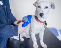 Vetcare Animal Clinic | Veterinary Services Malta | Vet Malta | Vetcare