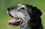 Senior Pets malta,  malta, Vetcare Animal Clinic malta