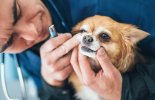 Cleaning your pet's teeth. malta,  malta, Vetcare Animal Clinic malta