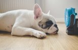 Heatstroke in Dogs  malta,  malta, Vetcare Animal Clinic malta
