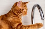 Preventing dehydration in cats malta,  malta, Vetcare Animal Clinic malta