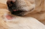 Hot Spots in Dogs  malta,  malta, Vetcare Animal Clinic malta