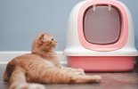 Litter Box Issues in Cats  malta,  malta, Vetcare Animal Clinic malta
