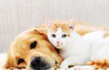 5 Signs to Never Ignore in Pets  malta,  malta, Vetcare Animal Clinic malta