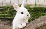 Caring for your pet rabbit  malta,  malta, Vetcare Animal Clinic malta