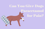 Paracetamol intoxication in Cats and Dogs malta,  malta, Vetcare Animal Clinic malta