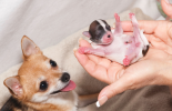 Is my dog pregnant? How can I tell? malta,  malta, Vetcare Animal Clinic malta