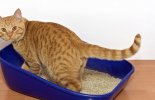 The danger of urinary tract infection in male cats  malta,  malta, Vetcare Animal Clinic malta