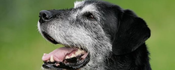 Senior Pets malta,  malta, Vetcare Animal Clinic malta