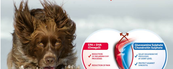 Arthritis in Dogs and Cats  malta,  malta, Vetcare Animal Clinic malta
